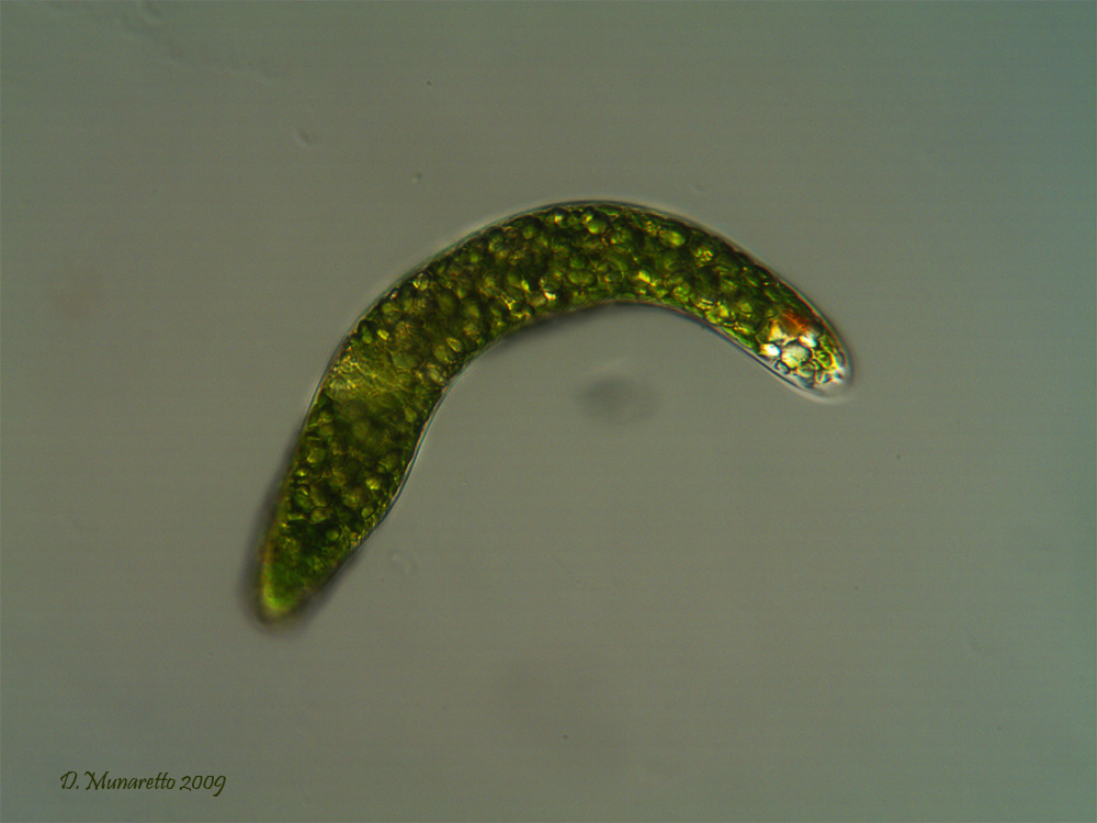 Euglena...